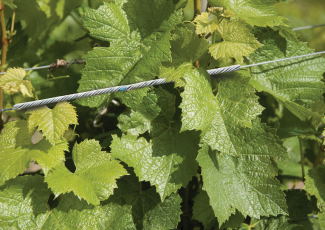 VINE-LINE® Connector